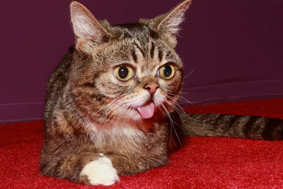 Lil Bub Dead: Famous Internet Cat Passes Away at Age 8